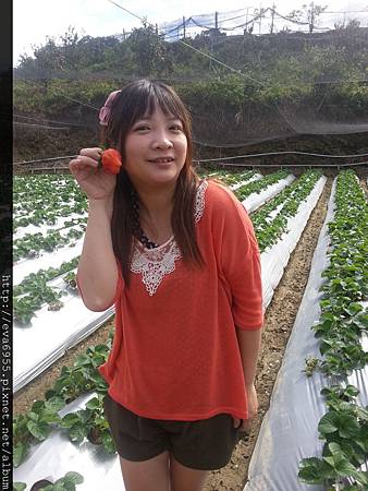 [苗栗卓蘭]美香草莓園~又到了草莓豐收的季節囉 @雯雯的玩樂地圖