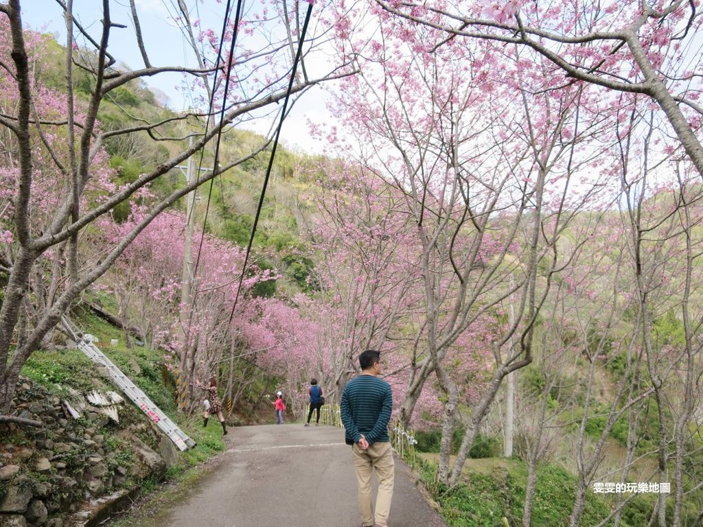 桃園復興賞櫻景點一日遊。浪漫櫻花季，粉紅風暴來襲，點亮整個北橫山頭 @雯雯的玩樂地圖