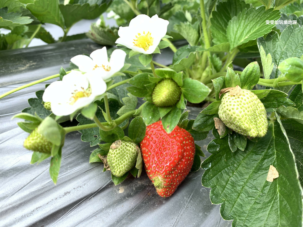 苗栗。D哥草莓園,草莓顆顆大又甜品質佳 @雯雯的玩樂地圖