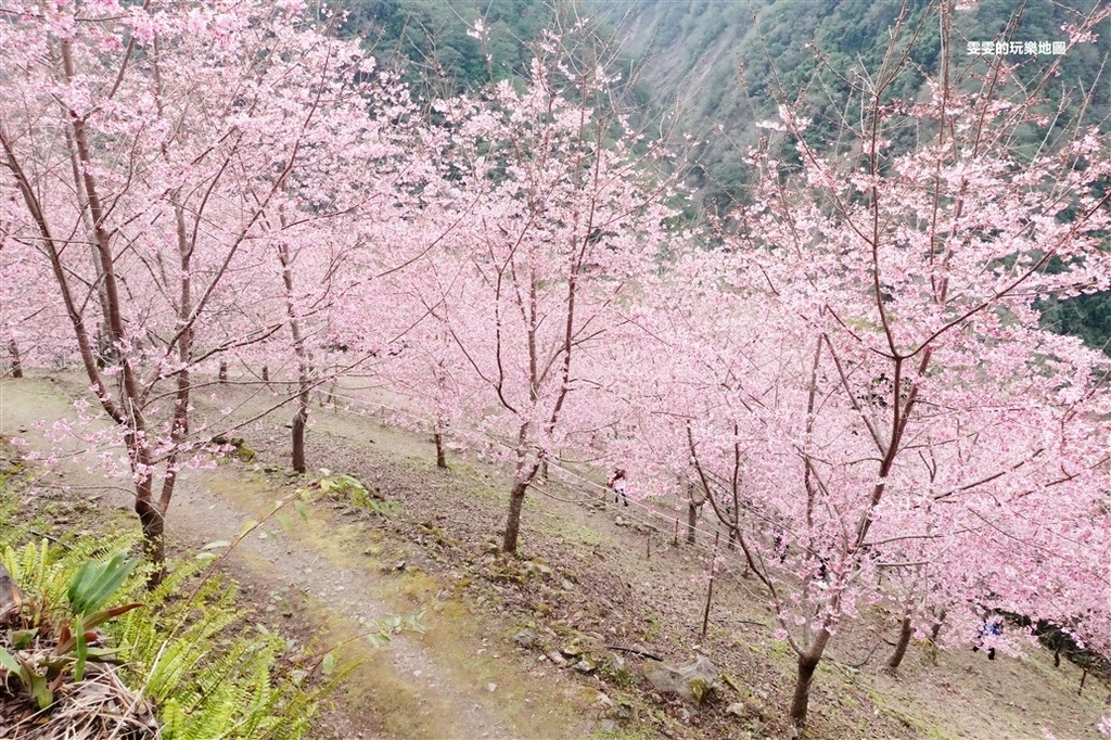 新竹。霞喀羅櫻花谷,秘境中的秘境，上百棵富士櫻盛開之時美炸了 @雯雯的玩樂地圖