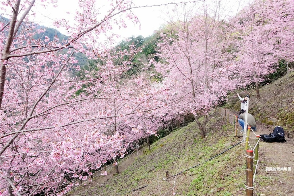 新竹。霞喀羅櫻花谷,秘境中的秘境，上百棵富士櫻盛開之時美炸了 @雯雯的玩樂地圖
