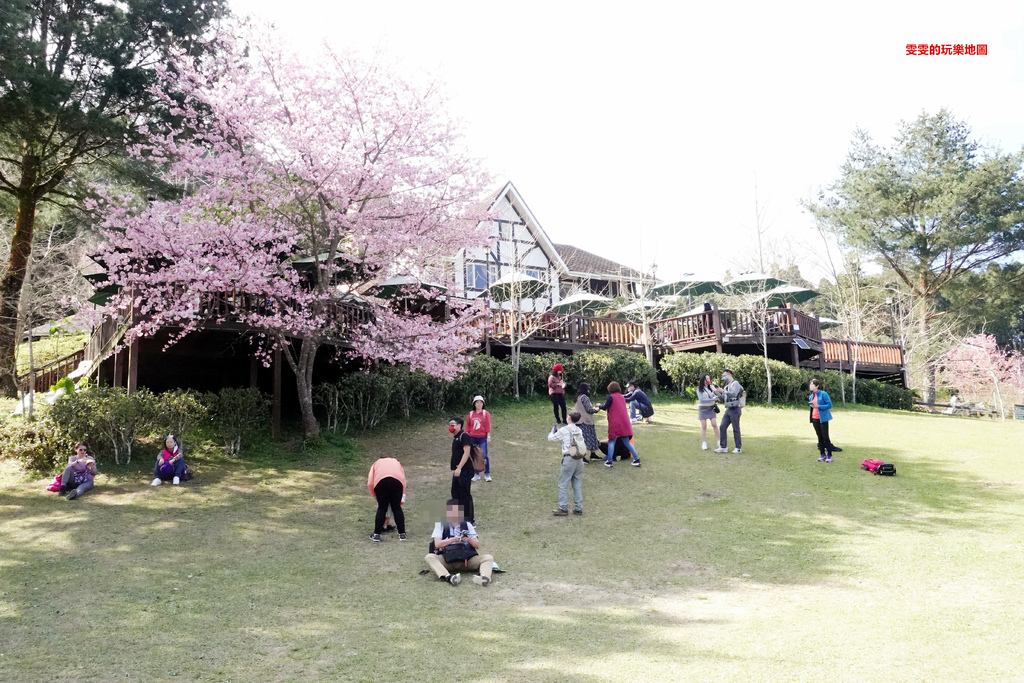 新竹。山上人家森林農場,綿延的山巒、茶園搭配櫻花美極了 @雯雯的玩樂地圖